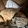 Rogan joined the competition — help win amazing prizes! dog, curly_hair, sleeping, lap, couch, indoor, cozy, resting, pet, brown, fur, relaxation, comfort, human_leg, textured_fabric, casual, home, animal, companion, warm