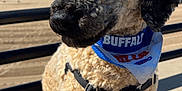 Rogan is registered to the contest to win money with this photo: dog, curly_fur, bandana, leash, beach, sidewalk, sunny, outdoor, pet, canine, close_up, blue_sky, sand, waiting, animal, summer, daytime, collar, resting, cute