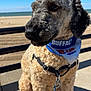 dog, curly_fur, bandana, leash, beach, sidewalk, sunny, outdoor, pet, canine, close_up, blue_sky, sand, waiting, animal, summer, daytime, collar, resting, cute