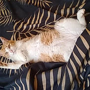 Roudoudou participe au concours pour gagner de l'argent avec cette photo : cat, orange_cat, white_cat, lying_down, blanket, patterned_blanket, indoor, floor, relaxed, pet, feline, fur, sleepy, cozy, home, animal, cute, resting, whiskers, paws