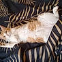 cat, orange_cat, white_cat, lying_down, blanket, patterned_blanket, indoor, floor, relaxed, pet, feline, fur, sleepy, cozy, home, animal, cute, resting, whiskers, paws