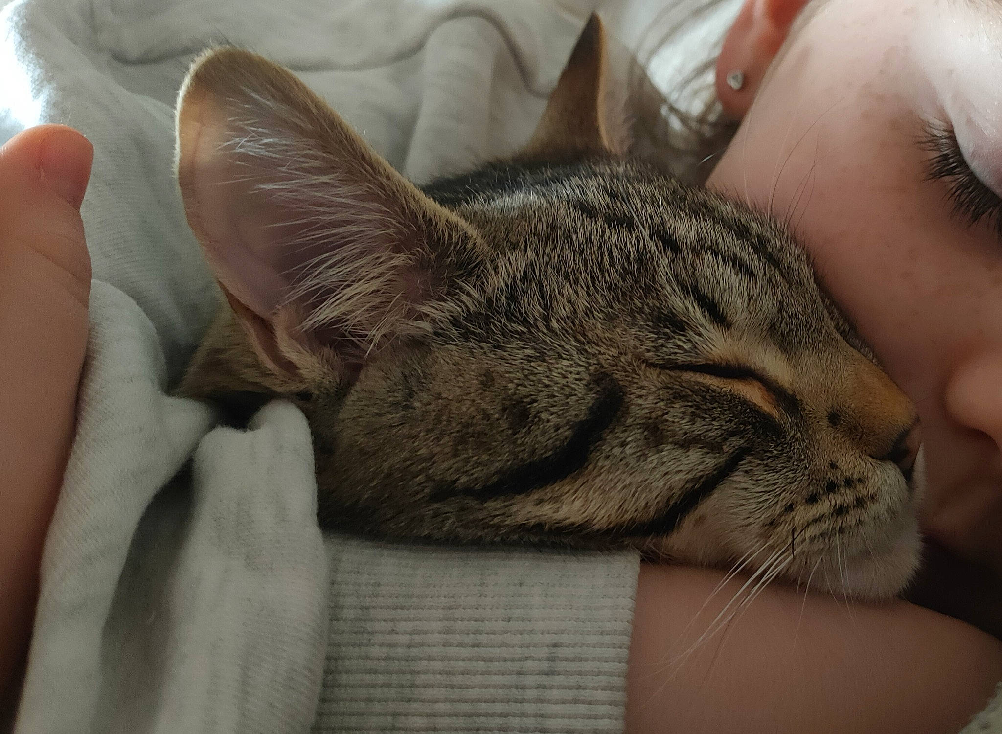 Bobby is registered to the contest to win money with this photo: carnivore, cat, comfort, domestic_short_haired_cat, ear, eye, eyelash, felidae, finger, fur, gesture, grey, hug, nail, nap, nose, paw, small_to_medium_sized_cats, snout, whiskers