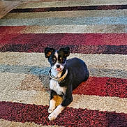 Pistol joined the competition — help win amazing prizes! black_and_white, brick_wall, carpet, collar, cozy, cute, dog, doormat, floor, fur, home, indoor, looking_at_camera, lying_down, pet, relaxed, small_dog, striped_carpet, tongue_out, wood_floor
