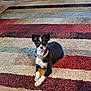 black_and_white, brick_wall, carpet, collar, cozy, cute, dog, doormat, floor, fur, home, indoor, looking_at_camera, lying_down, pet, relaxed, small_dog, striped_carpet, tongue_out, wood_floor