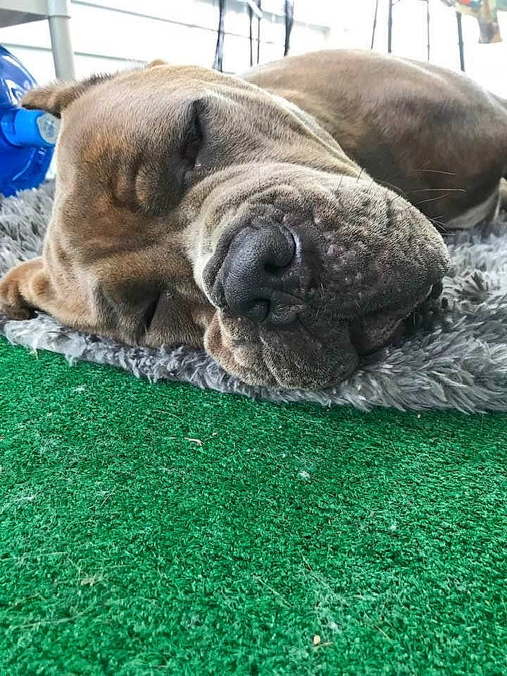 Viserion is registered to the contest to win money with this photo: carnivore, companion_dog, dog, dog_breed, fawn, mammal, nap, sleep, snout, terrestrial_animal, whiskers, working_animal, working_dog, wrinkle