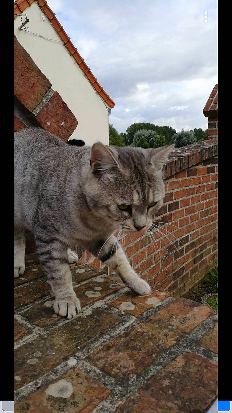Mistigris participe au concours pour gagner de l'argent avec cette photo : aegean_cat, asian, carnivore, cat, domestic_short_haired_cat, european_shorthair, fawn, felidae, mammal, polydactyl_cat, small_to_medium_sized_cats, snout, tabby_cat, tail, whiskers, wild_cat