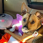 Sarge is registered to the contest to win money with this photo: animal, brown_dog, car_interior, closeup, collar, comfort, companion, cute, dog, emotional_support_animal, indoor, orange, pet, purple_tutu, relaxed, stuffed_toy, tag, towel, white, window_light