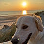 dog, sunset, beach, sand, tongue, animal, pet, outdoor, nature, water, sky, sun, golden_hour, happy, canine, fur, closeup, relaxation, scenic, leash