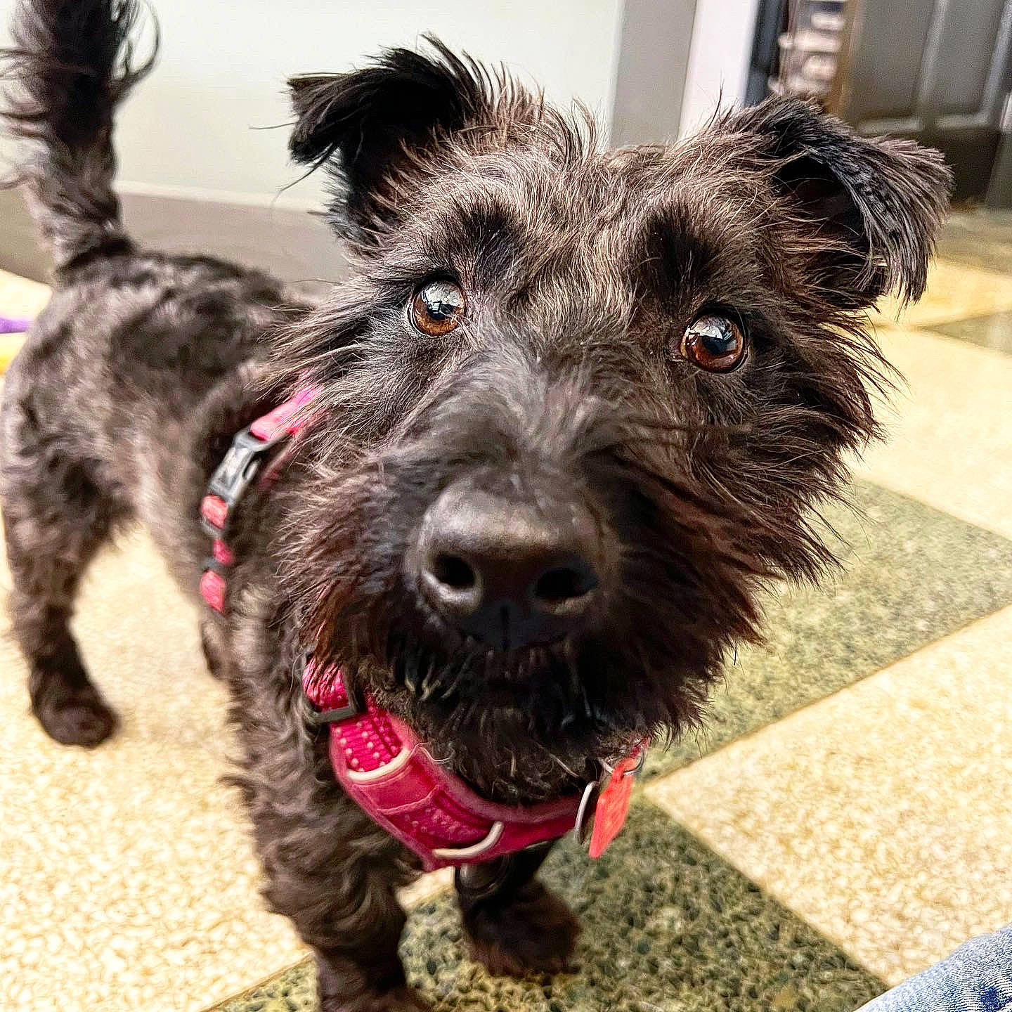 Jock is registered to the contest to win money with this photo: canidae, carnivore, collar, companion_dog, dog, dog_breed, dog_collar, dog_supply, fur, leash, schnauzer, small_terrier, snout, sporting_group, terrier, toy_dog, water_dog, welsh_terrier, working_animal, working_terrier