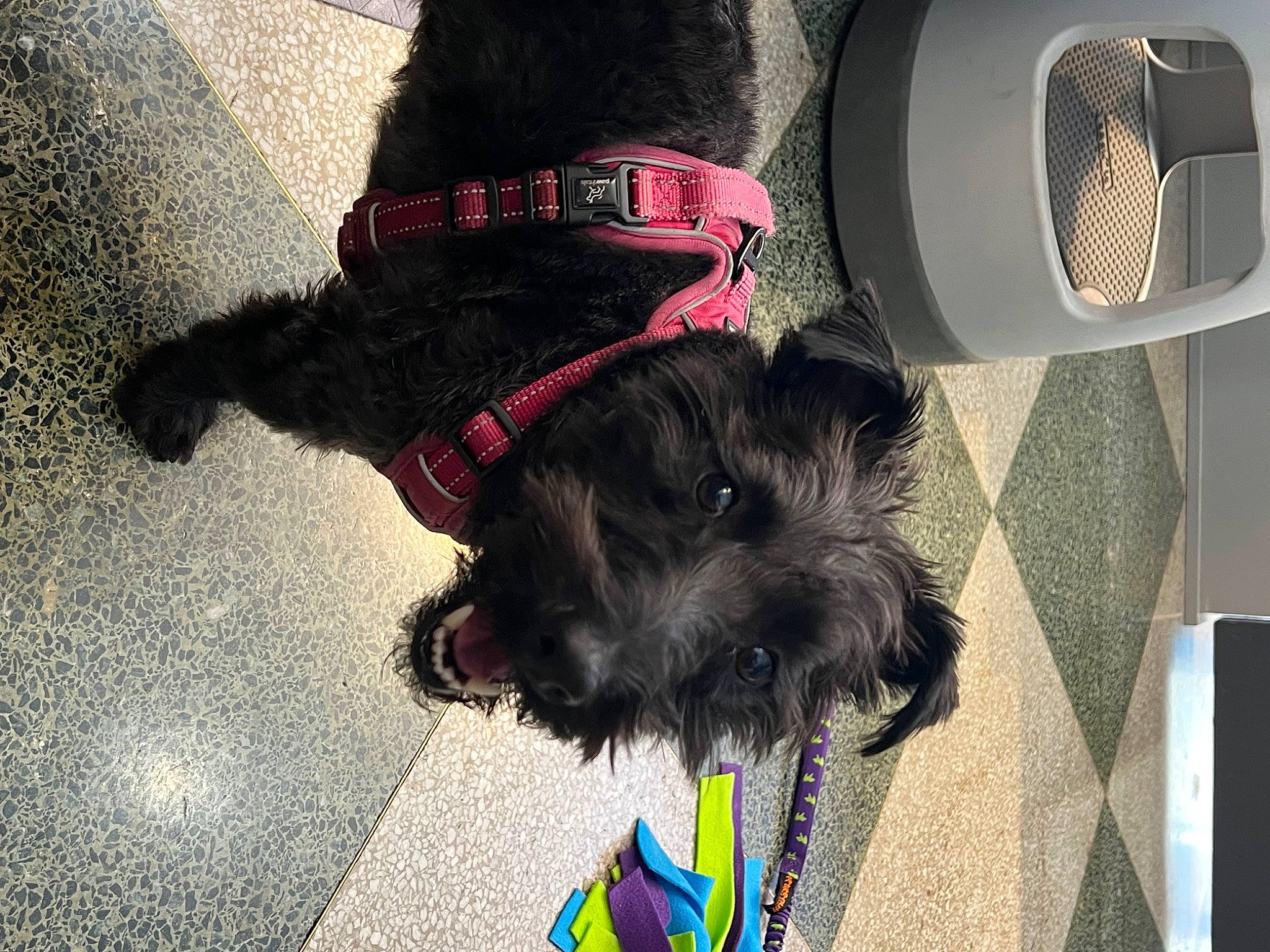 Jock is registered to the contest to win money with this photo: canidae, carnivore, collar, companion_dog, dog, dog_breed, dog_collar, dog_supply, fashion_accessory, flooring, fur, leash, liver, pet_supply, road_surface, snout, sporting_group, tail, terrier, working_animal