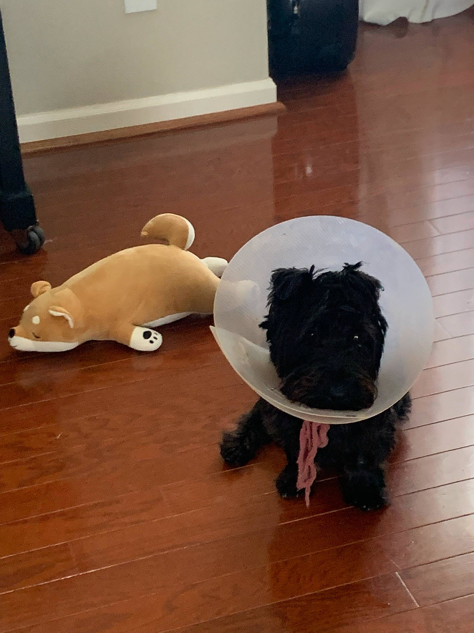 Jock joined the competition — help win amazing prizes! carnivore, companion_dog, dog_breed, fawn, felidae, floor, flooring, fur, hardwood, laminate_flooring, small_to_medium_sized_cats, snout, sporting_group, stuffed_toy, tail, toy, vertebrate, wood, wood_flooring, working_animal