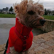 Gucci participe au concours pour gagner de l'argent avec cette photo : dog, red_sweater, outdoor, stone_wall, cloudy_sky, grass, leash, pet, canine, fur, portrait, side_view, casual, social_media, photograph, animal, small_dog, daytime, nature, background