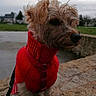dog, red_sweater, outdoor, stone_wall, cloudy_sky, grass, leash, pet, canine, fur, portrait, side_view, casual, social_media, photograph, animal, small_dog, daytime, nature, background