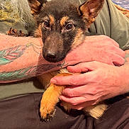 Maggie joined the competition — help win amazing prizes! dog, puppy, pet, animal, human_hand, tattoo, arm, fur, closeup, indoor, couch, comfort, resting, brown_fur, black_fur, ears, nails, person, casual_clothing, relaxation