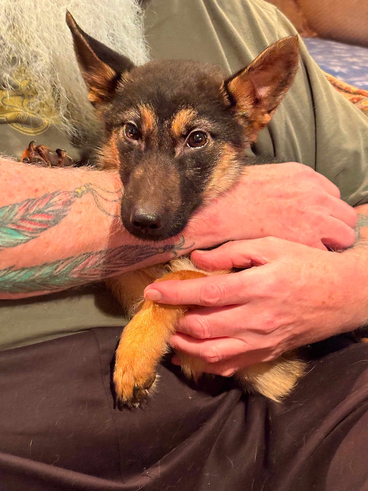 Maggie joined the competition — help win amazing prizes! dog, puppy, pet, animal, human_hand, tattoo, arm, fur, closeup, indoor, couch, comfort, resting, brown_fur, black_fur, ears, nails, person, casual_clothing, relaxation