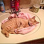 animal, bathroom, body_fantasies, bottle, cat, countertop, cute, domestic_cat, faucet, fur, indoor, orange_cat, pet, pink_towel, relaxing, resting, sink, sleeping, toiletries, towel