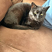 Lucy joined the competition — help win amazing prizes! animal, black_cat, brown_couch, cat, close_up, couch, cute, domestic_animal, feline, fur, home, indoor, looking, pet, relaxed, resting, soft_fabric, tail, whiskers, yellow_eyes