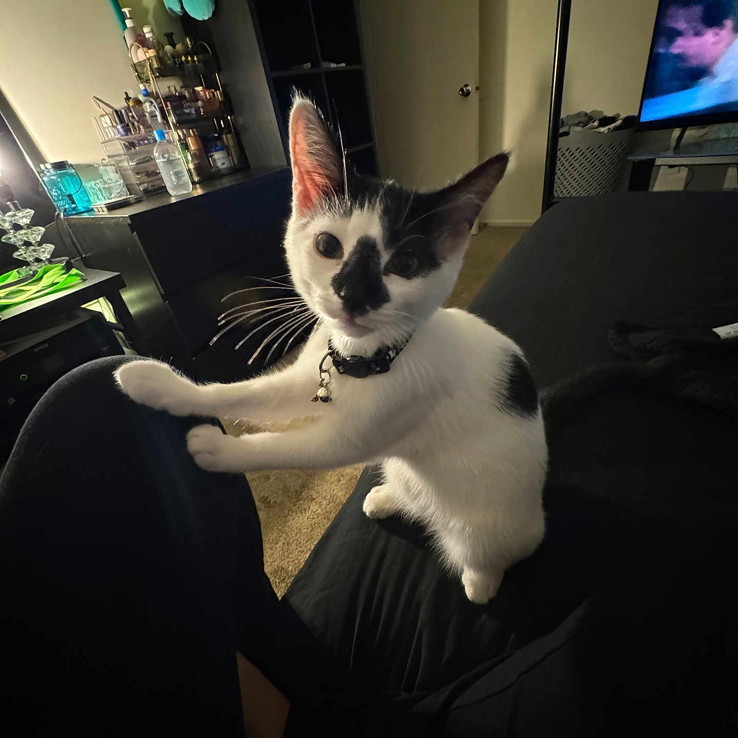 Demi joined the competition — help win amazing prizes! animal, architecture, building, cat, computerhardware, couch, electronics, face, furniture, hardware, head, indoors, livingroom, monitor, person, photography, portrait, room, screen, tv