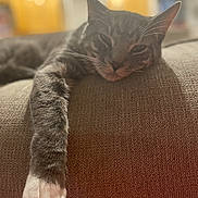 Milo is registered to the contest to win money with this photo: animal, blurred_background, cat, closeup, comfortable, couch, domestic, feline, fur, home, indoor, paw, pet, relaxed, resting, sleepy, soft_light, tabby, texture, whiskers