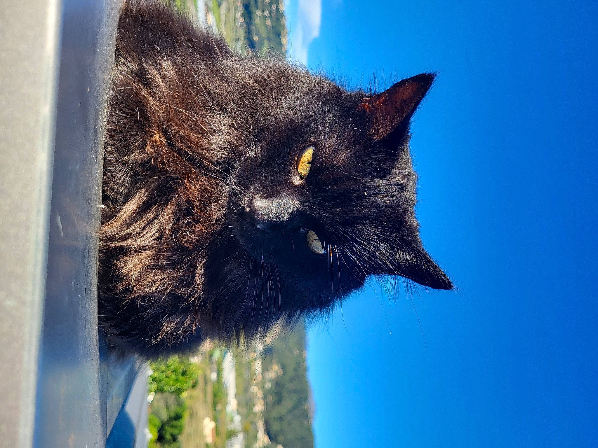 Kenya participe au concours pour gagner de l'argent avec cette photo : carnivore, cat, domestic_short_haired_cat, electric_blue, eye, felidae, fur, plant, sky, small_to_medium_sized_cats, snout, tail, terrestrial_animal, tree, whiskers, wildlife, window
