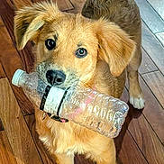 Precious is registered to the contest to win money with this photo: dog, plastic_bottle, wooden_floor, pet, canine, indoor, brown_fur, playful, animal, cute, looking_up, ears, tail, flooring, domestic_animal, household, young_dog, muzzle, collar, expression