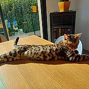 Aribo participe au concours pour gagner de l'argent avec cette photo : cat, spotted_cat, table, wooden_table, sunlight, stretching, indoor, plant_pot, glass_door, greenery, chair, furniture, modern_stove, relaxed, pet, animal, daylight, home, cozy, domestic