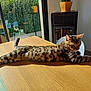cat, spotted_cat, table, wooden_table, sunlight, stretching, indoor, plant_pot, glass_door, greenery, chair, furniture, modern_stove, relaxed, pet, animal, daylight, home, cozy, domestic