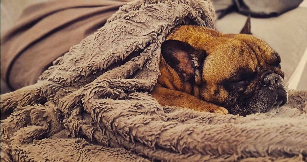 Isy a rejoint le concours — aidez-le/la à gagner de superbes lots ! bored, canidae, carnivore, comfort, companion_dog, dog, dog_breed, fawn, fur, linens, paw, pug, snout, sporting_group, terrestrial_animal, toy_dog, whiskers, wood, working_animal, wrinkle