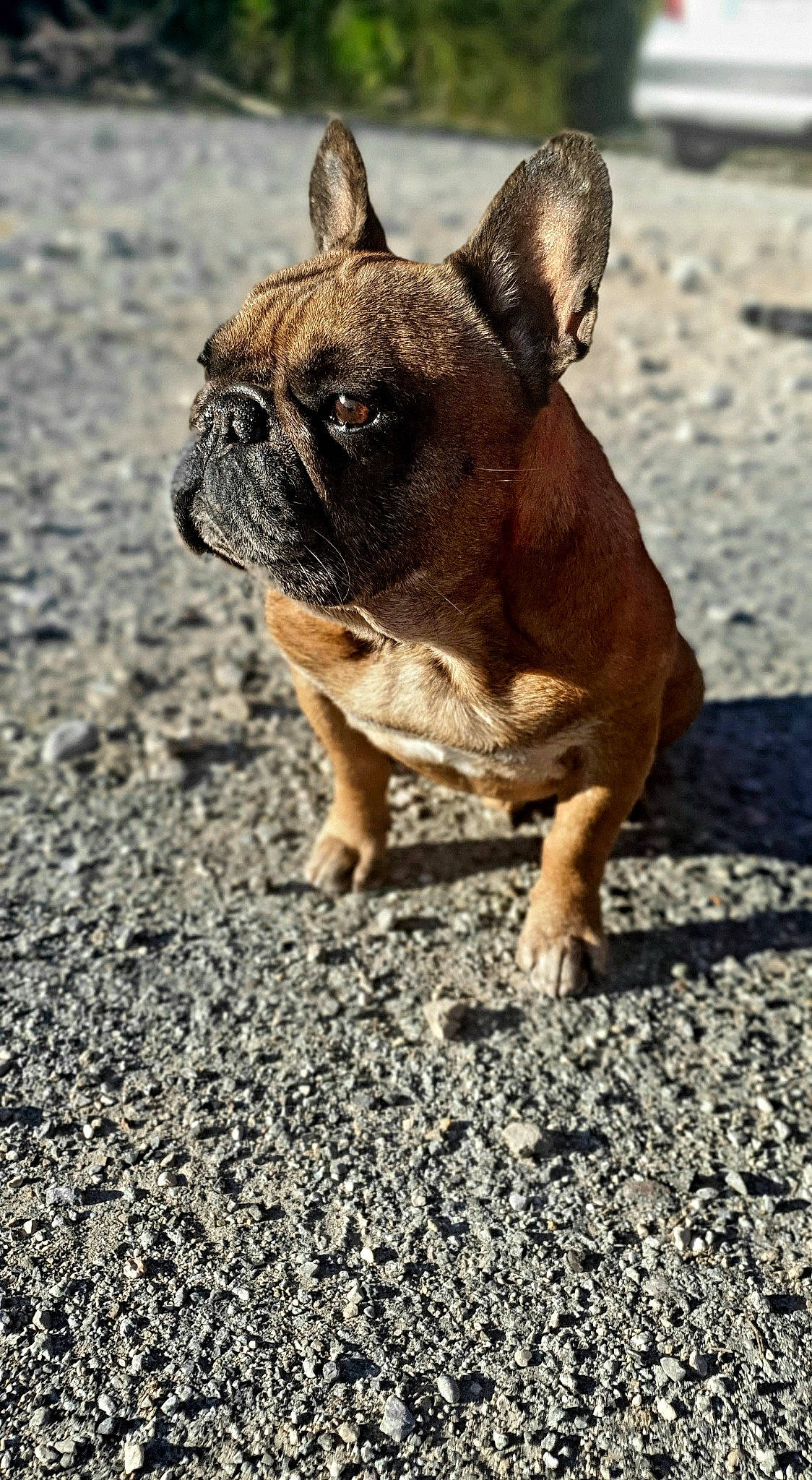 Isy a rejoint le concours — aidez-le/la à gagner de superbes lots ! asphalt, bulldog, canidae, carnivore, companion_dog, dog, dog_breed, dog_collar, fawn, flooring, grass, mammal, road_surface, snout, soil, sporting_group, terrestrial_animal, toy_dog, whiskers, wrinkle