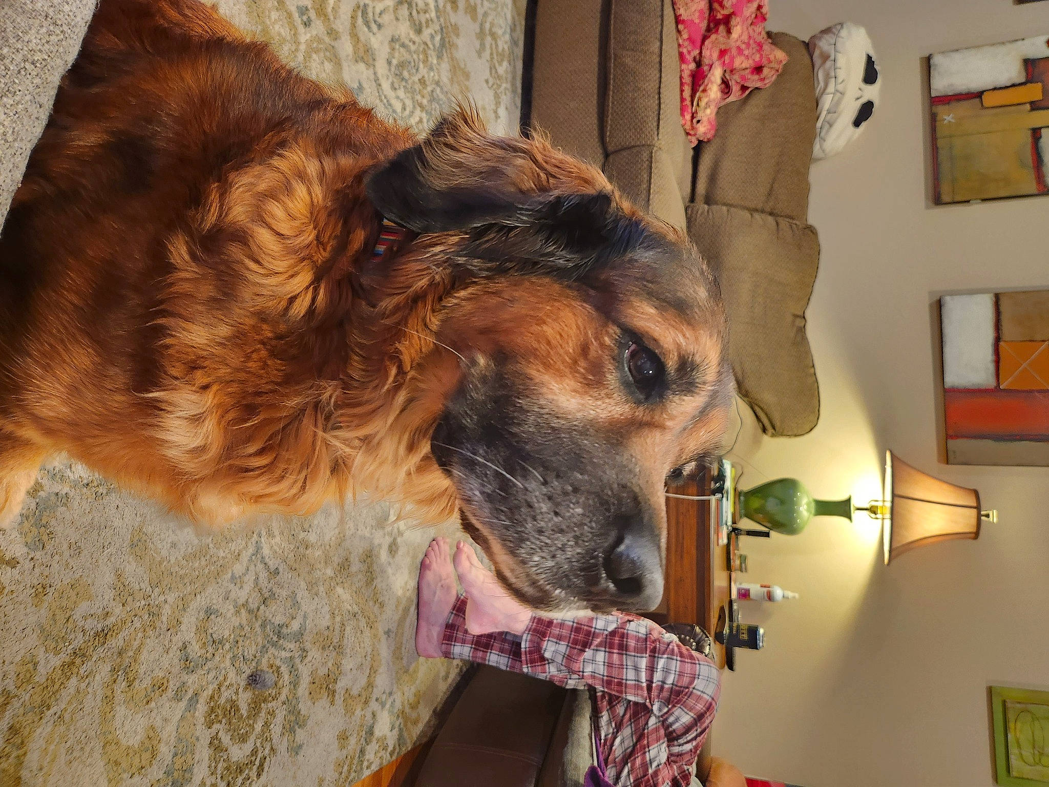 Fred is registered to the contest to win money with this photo: canidae, carnivore, collar, companion_dog, dog, dog_breed, ear, fur, liver, natural_material, pet_supply, snout, sporting_group, terrestrial_animal, visual_arts, whiskers, working_animal