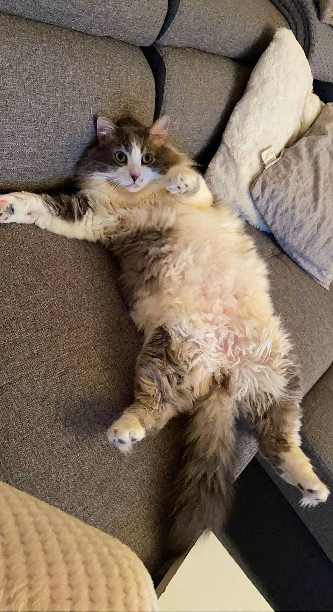 Oji participe au concours pour gagner de l'argent avec cette photo : carnivore, cat, claw, comfort, domestic_short_haired_cat, fawn, felidae, fur, lap, nap, paw, sleep, small_to_medium_sized_cats, snout, tail, terrestrial_animal, whiskers