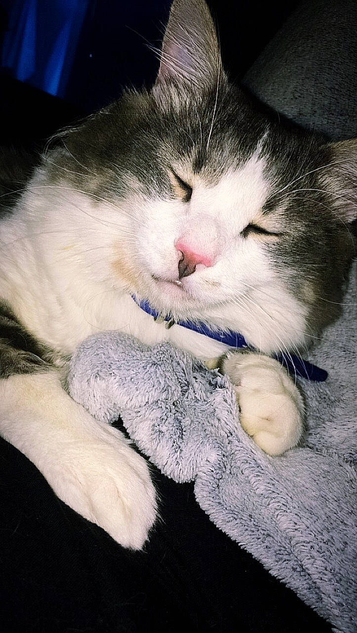 Oji participe au concours pour gagner de l'argent avec cette photo : carnivore, cat, claw, cloud, comfort, domestic_short_haired_cat, felidae, foot, fur, lap, love, meteorological_phenomenon, nap, paw, sky, sleep, small_to_medium_sized_cats, snout, tail, whiskers