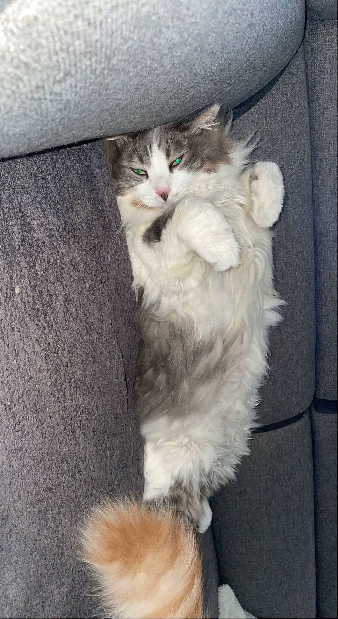 Oji a rejoint le concours — aidez-le/la à gagner de superbes lots ! box, british_longhair, carnivore, cat, claw, comfort, companion_dog, fawn, felidae, fur, grey, paw, ragdoll, small_to_medium_sized_cats, snout, tail, whiskers