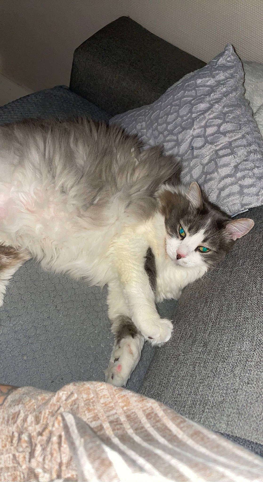 Oji participe au concours pour gagner de l'argent avec cette photo : bed, carnivore, cat, claw, comfort, couch, domestic_short_haired_cat, felidae, flooring, foot, fur, grey, hardwood, nap, paw, sitting, small_to_medium_sized_cats, snout, tail, whiskers