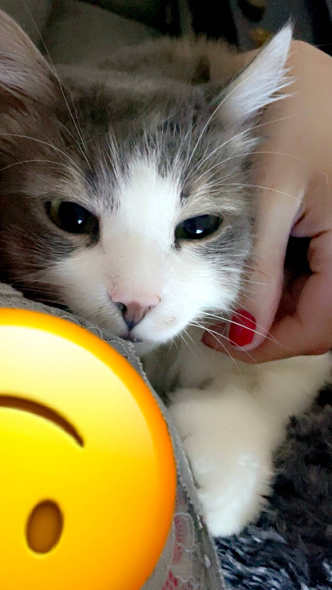 Oji participe au concours pour gagner de l'argent avec cette photo : audio_equipment, carnivore, cat, claw, close_up, domestic_short_haired_cat, eyelash, felidae, fur, happy, iris, nose, organ, paw, small_to_medium_sized_cats, snout, whiskers