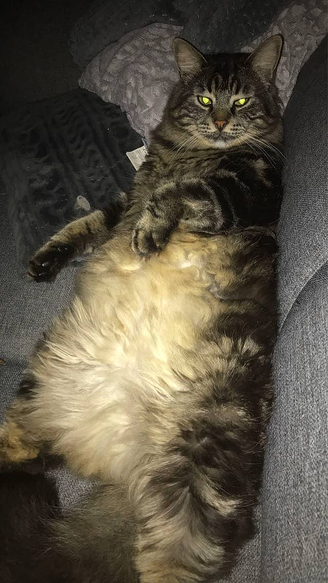 Padawan a rejoint le concours — aidez-le/la à gagner de superbes lots ! carnivore, cat, claw, comfort, darkness, domestic_short_haired_cat, felidae, fur, paw, sitting, small_to_medium_sized_cats, snout, tail, terrestrial_animal, whiskers