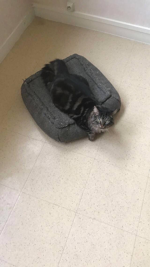 Padawan participe au concours pour gagner de l'argent avec cette photo : bag, carnivore, cat, comfort, dog_breed, domestic_short_haired_cat, felidae, floor, flooring, fur, grey, hardwood, sculpture, small_to_medium_sized_cats, snout, sporting_group, tail, terrestrial_animal, whiskers, wood