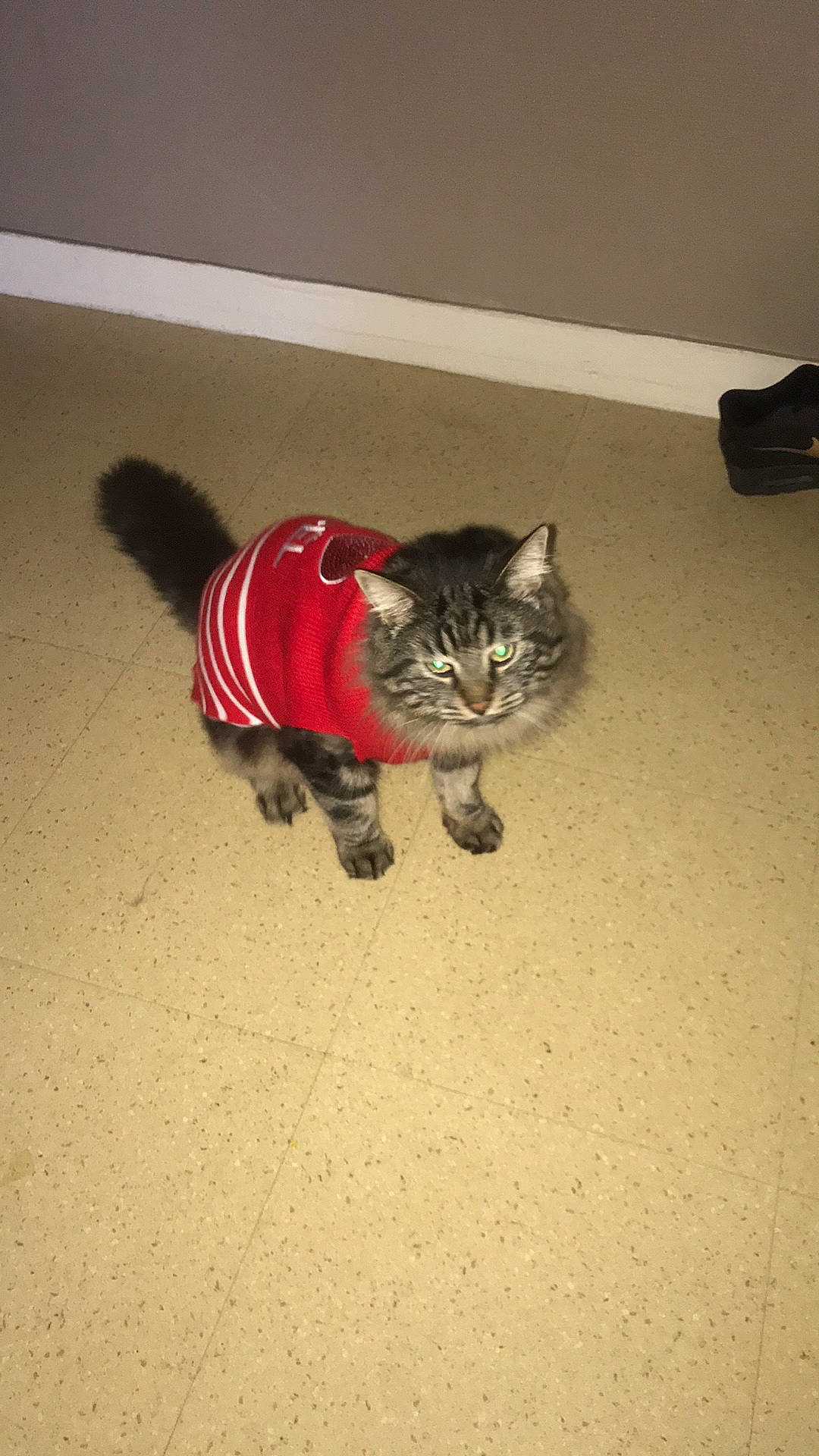 Padawan participe au concours pour gagner de l'argent avec cette photo : canidae, carnivore, cat, cat_toy, comfort, domestic_short_haired_cat, door, fawn, felidae, floor, flooring, fur, hardwood, paw, small_to_medium_sized_cats, snout, tail, terrestrial_animal, whiskers, wood