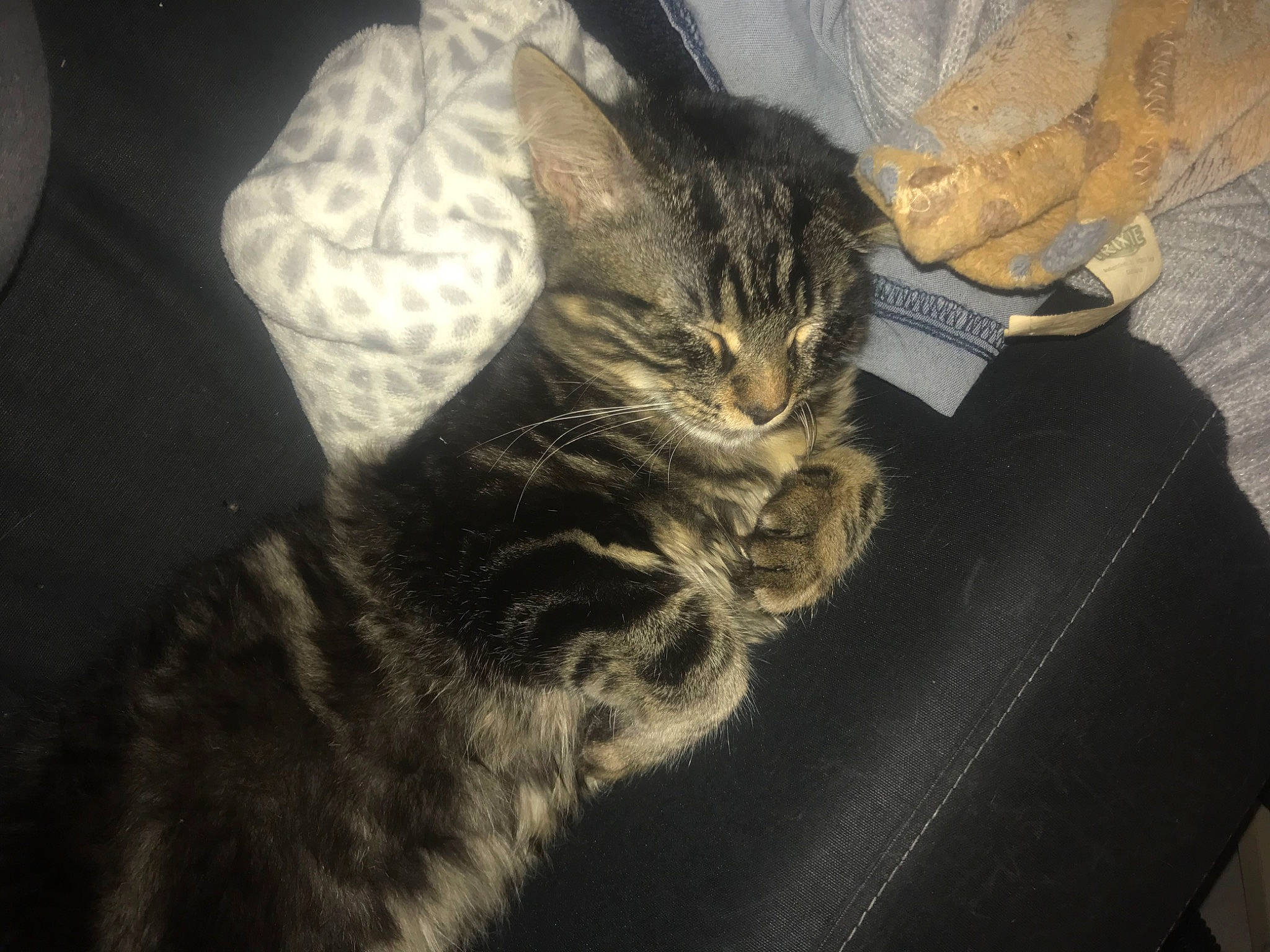 Padawan a rejoint le concours — aidez-le/la à gagner de superbes lots ! carnivore, cat, claw, comfort, darkness, domestic_short_haired_cat, ear, felidae, fur, grey, paw, small_to_medium_sized_cats, tail, whiskers