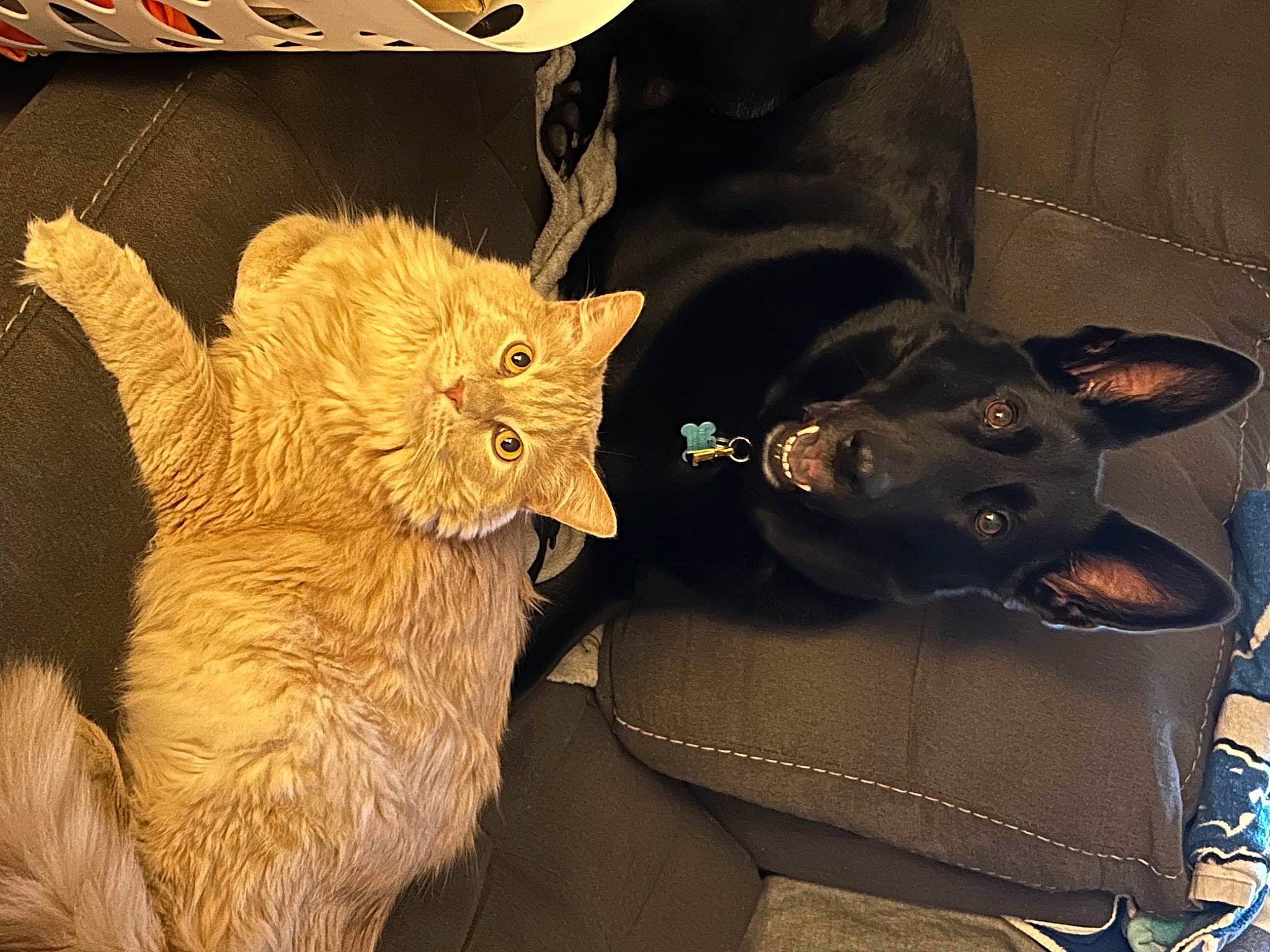 Hank is registered to the contest to win money with this photo: carnivore, cat, claw, comfort, companion_dog, dog, domestic_short_haired_cat, event, fawn, felidae, fur, guard_dog, paw, small_to_medium_sized_cats, snout, tail, terrestrial_animal, vertebrate, whiskers, working_animal