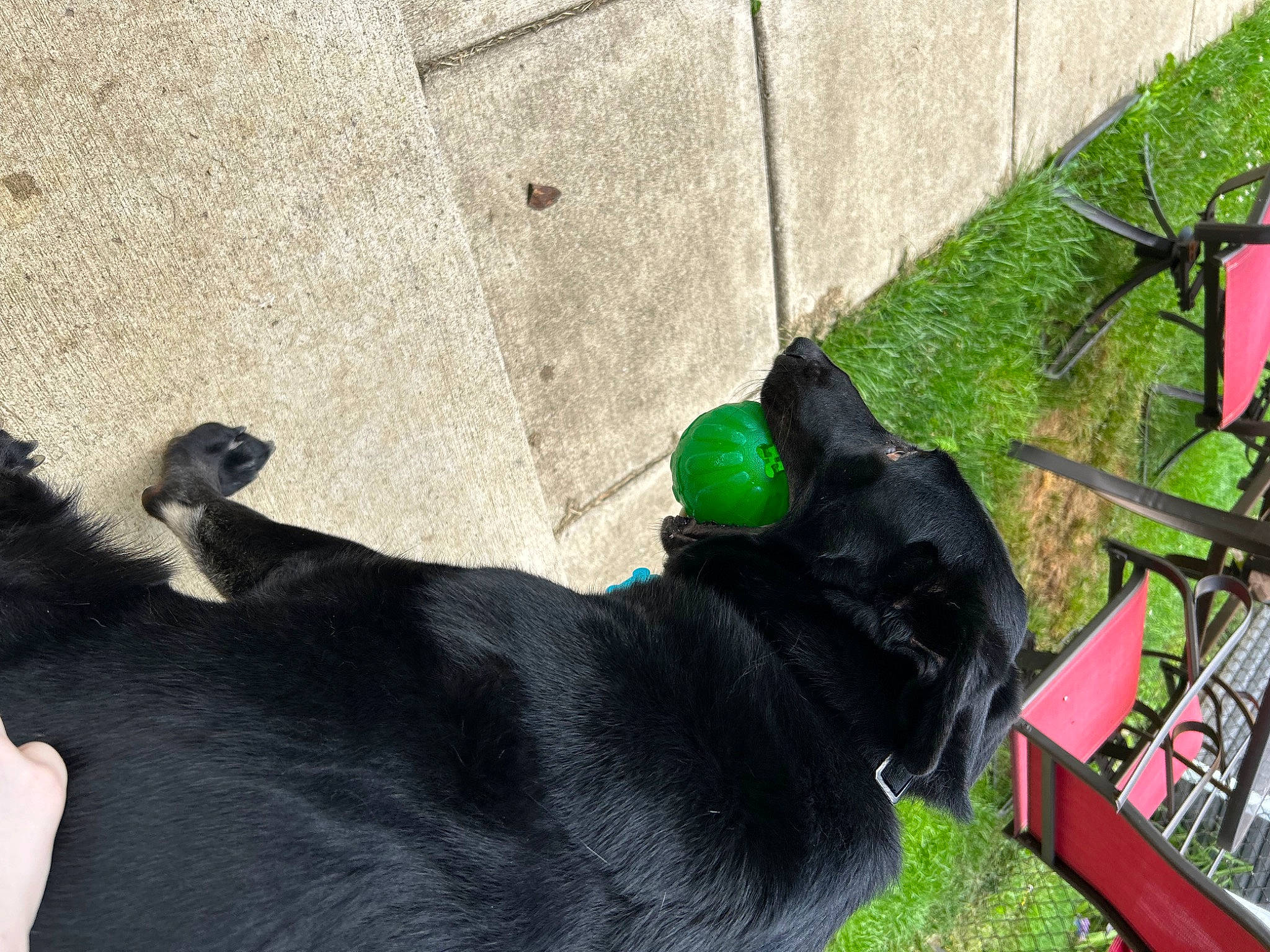 Hank is registered to the contest to win money with this photo: black_cat, canidae, carnivore, chair, companion_dog, concrete, dog, dog_breed, felidae, flooring, fur, grass, plant, road_surface, shadow, sitting, sporting_group, tail, terrestrial_animal, working_animal