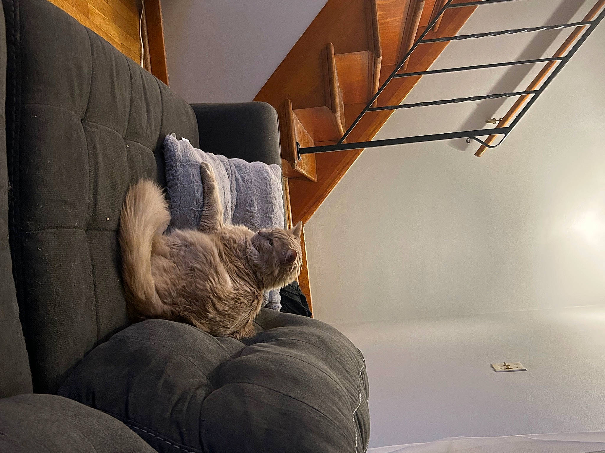 Doodle joined the competition — help win amazing prizes! armrest, brown, carnivore, cat, comfort, couch, felidae, flooring, furniture, grey, hardwood, house, interior_design, living_room, small_to_medium_sized_cats, stairs, studio_couch, tints_and_shades, whiskers, wood