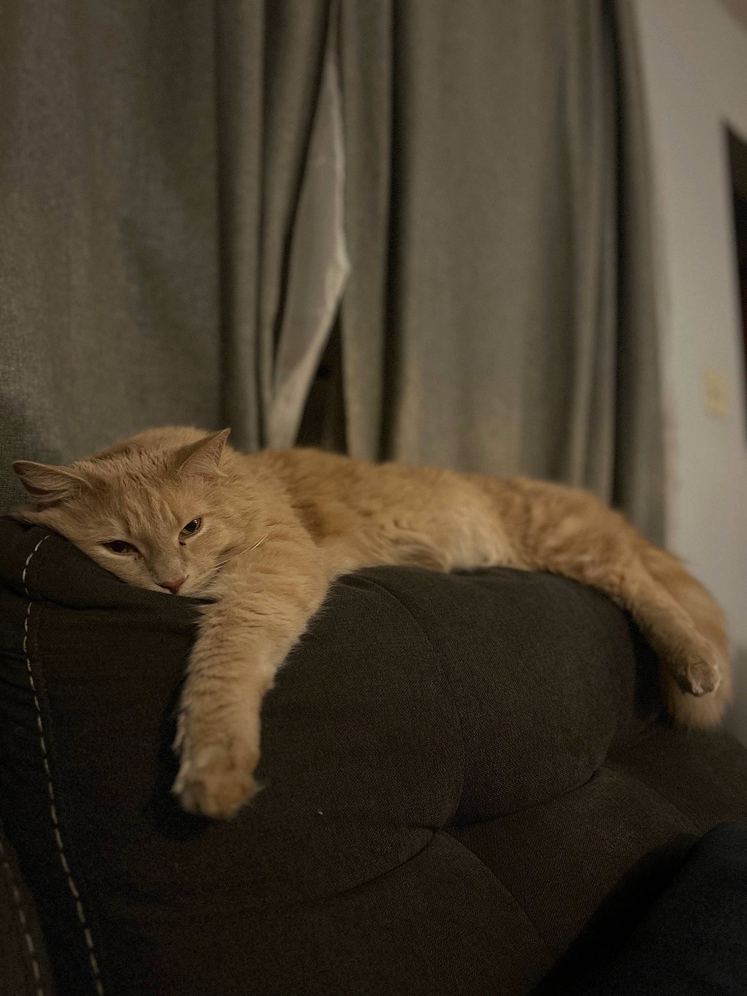 Doodle joined the competition — help win amazing prizes! carnivore, cat, claw, comfort, couch, curtain, domestic_short_haired_cat, fawn, felidae, fur, grey, linens, paw, small_to_medium_sized_cats, snout, tail, terrestrial_animal, whiskers, wildlife, wood