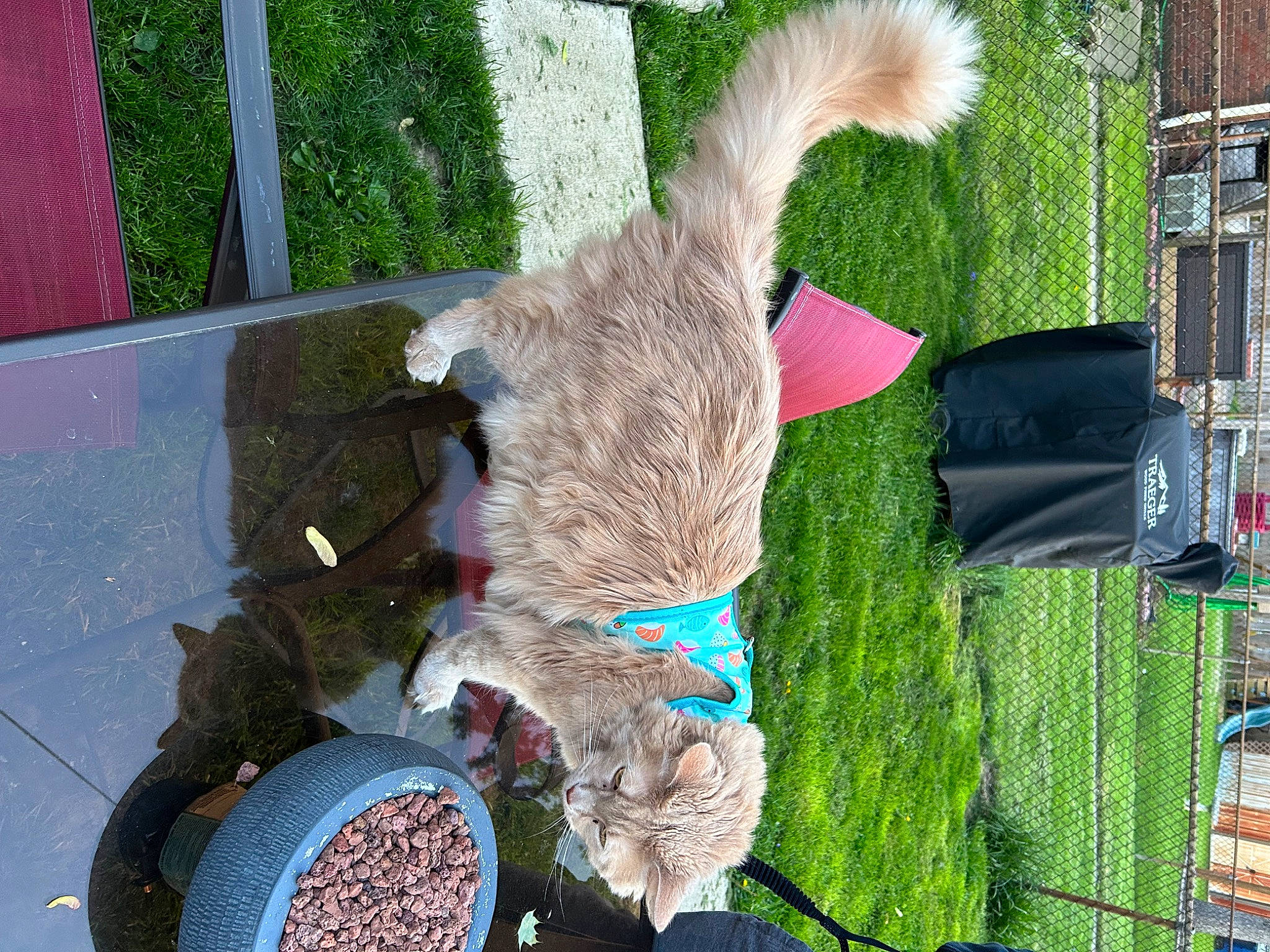 Doodle joined the competition — help win amazing prizes! animal_feed, bird_supply, carnivore, cat_supply, felidae, fur, grass, pet_food, pet_supply, plant, small_to_medium_sized_cats, sporting_group, tail, terrestrial_animal