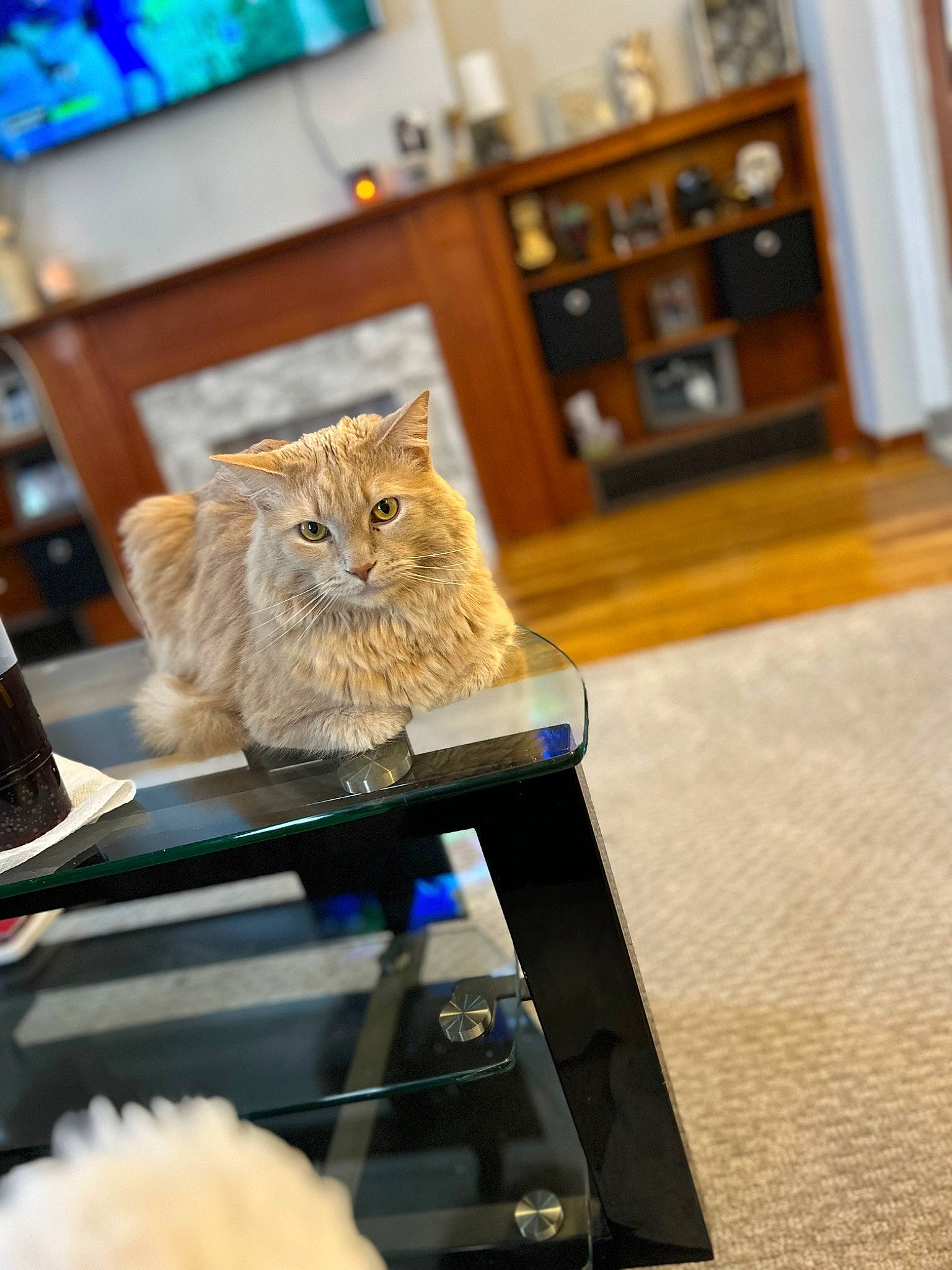 Doodle is registered to the contest to win money with this photo: box, cabinetry, carnivore, cat, domestic_short_haired_cat, fawn, felidae, flooring, fur, hardwood, houseplant, picture_frame, plant, room, shelf, small_to_medium_sized_cats, tree, whiskers, wood, wood_stain