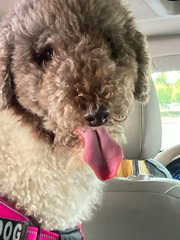 Millicent Beatrix joined the competition — help win amazing prizes! car, car_seat_cover, carnivore, collar, companion_dog, dog, dog_breed, dog_collar, dog_supply, fur, goggles, mammal, pet_supply, poodle, snout, sporting_group, terrier, toy_dog, vertebrate, water_dog