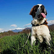 Romane participe au concours pour gagner de l'argent avec cette photo : animal, blue_sky, canine, dog, field, fur, grass, happy, landscape, leash, mountain, nature, outdoor, pet, saint_bernard, sky, snow, summer, sunlight, tongue_out