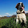 animal, blue_sky, canine, dog, field, fur, grass, happy, landscape, leash, mountain, nature, outdoor, pet, saint_bernard, sky, snow, summer, sunlight, tongue_out