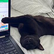 Kokik joined the competition — help win amazing prizes! animal, bed, black_cat, cat, close_up, cozy, cute, feline, home, indoor, keyboard, laptop, paw, pet, pillow, relaxed, sleeping, stretching, striped_bed_sheet, technology