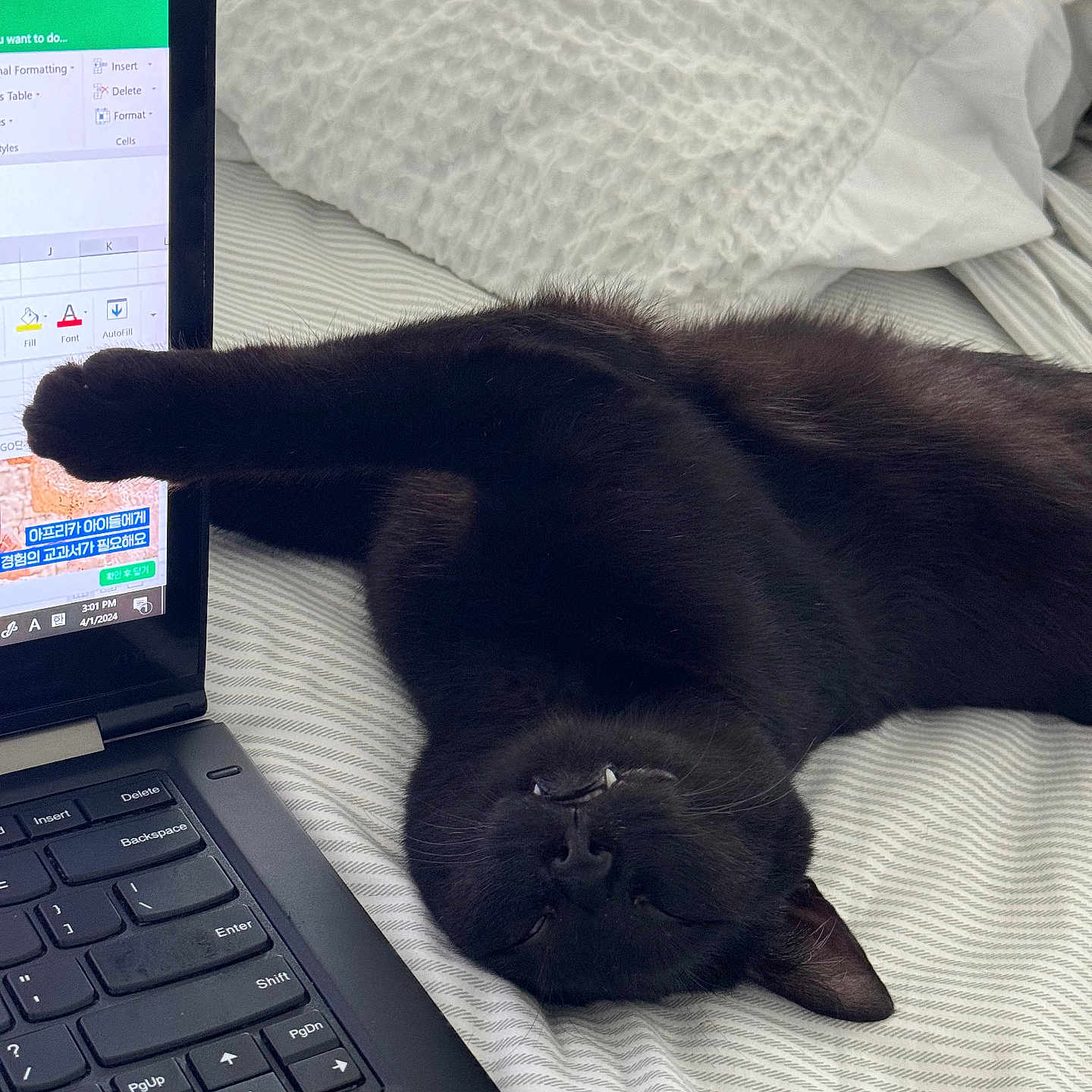 Kokik joined the competition — help win amazing prizes! animal, bed, black_cat, cat, close_up, cozy, cute, feline, home, indoor, keyboard, laptop, paw, pet, pillow, relaxed, sleeping, stretching, striped_bed_sheet, technology